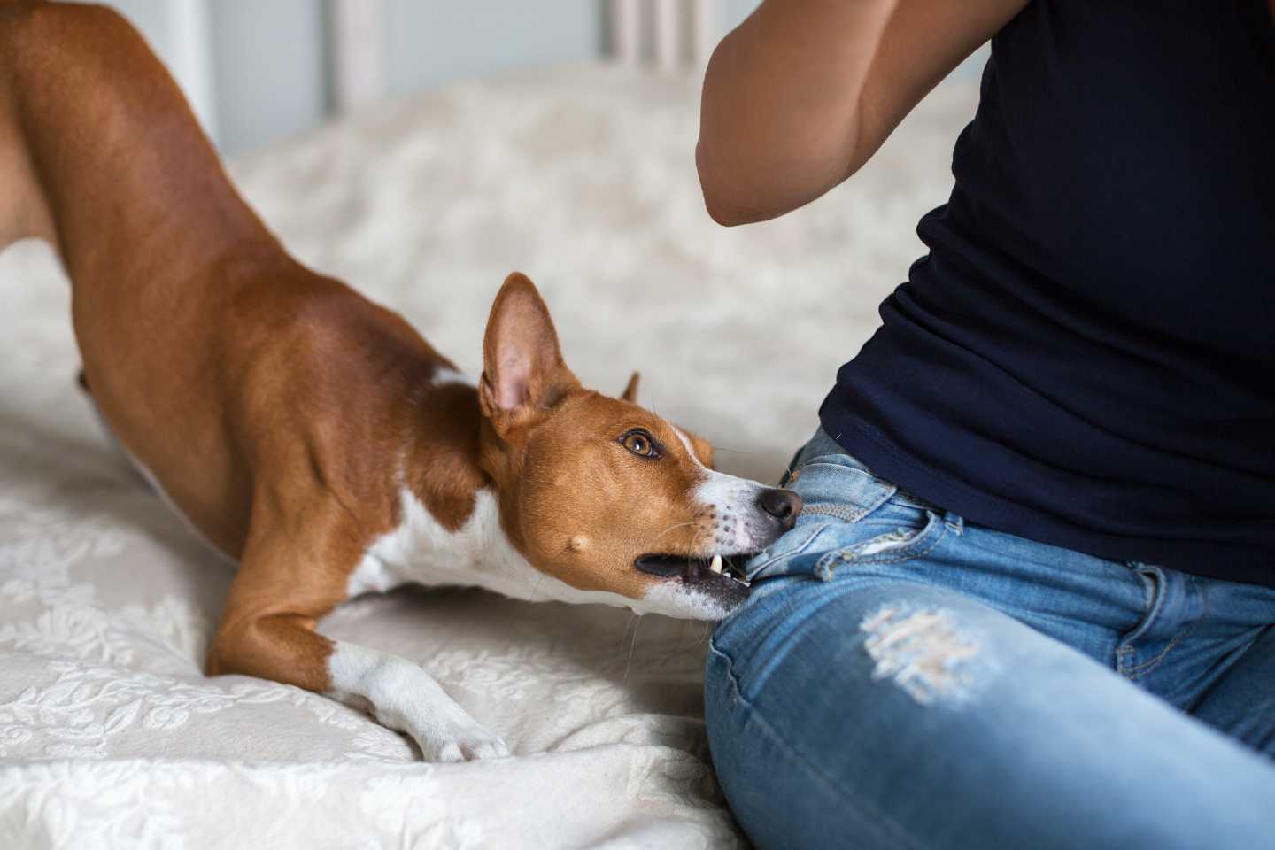 Kleiner Hund beißt Frauchen spielerisch an der Hüfte in die Jeans.
